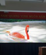 thi cong man hinh led p2 5 hoi truong